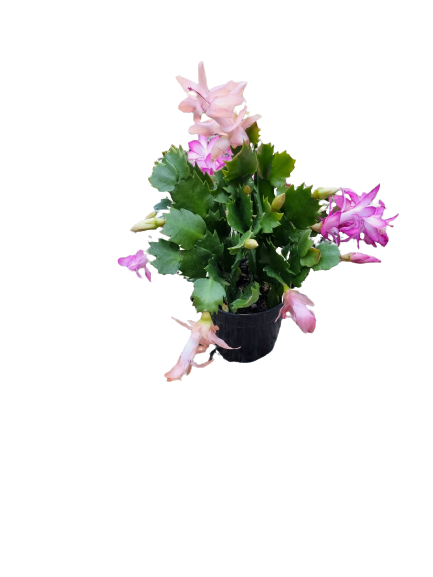 Schlumbergera 'Zygo Cactus' 12cm