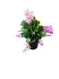 Schlumbergera 'Zygo Cactus' 12cm