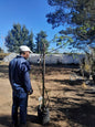 Acacia Xanthoploea 'Fever Tree' 20L