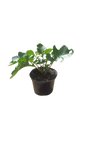 Acanthus Mollis 17cm