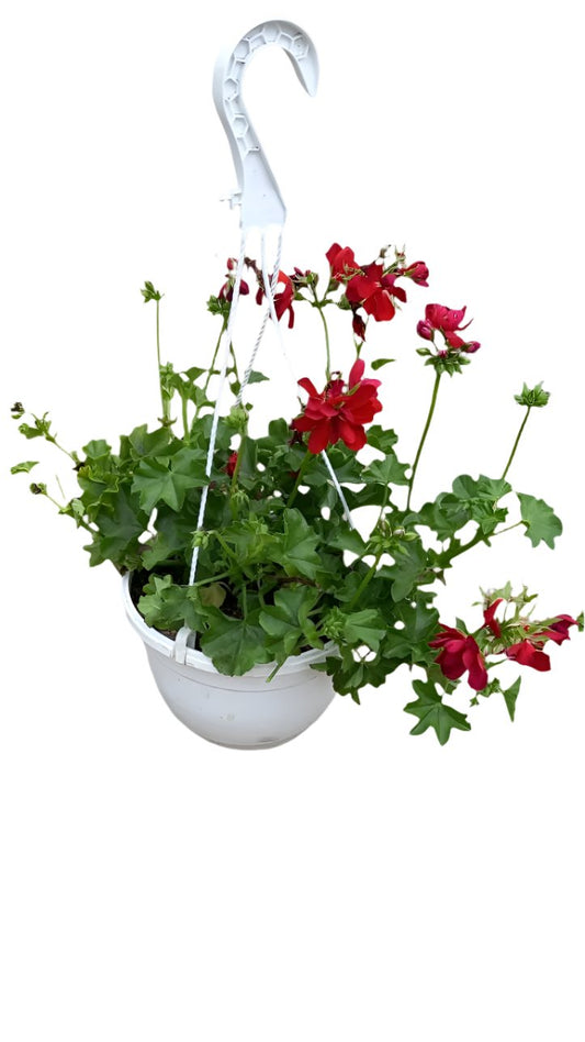 Pelargonium Tacari Hanging Basket 20cm