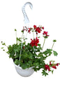 Pelargonium Tacari Hanging Basket 20cm