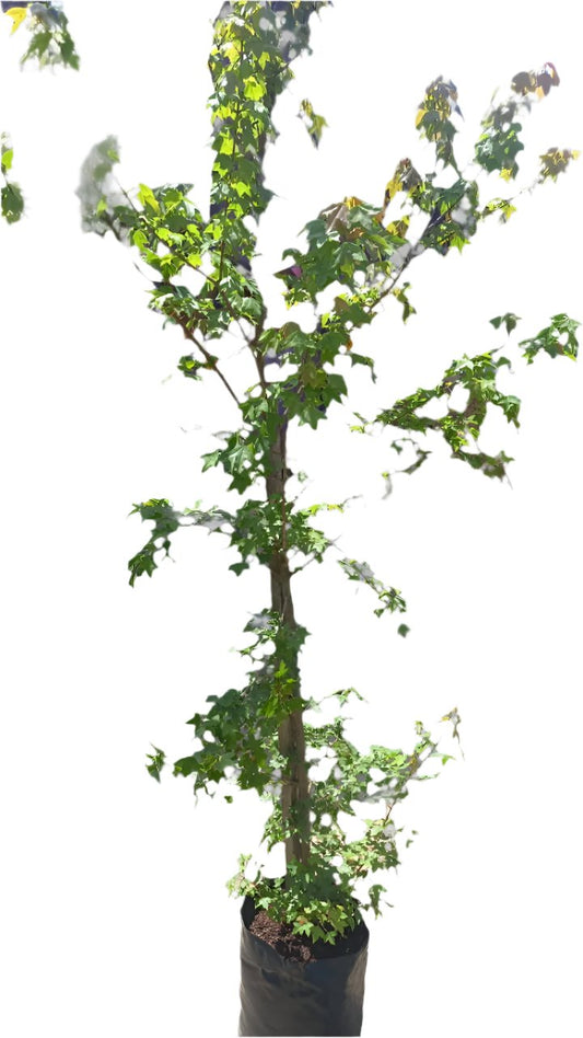 Acer Buergerianum 20L