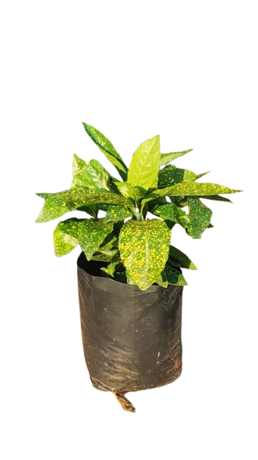 Acuba Japonica 10L