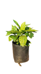 Acuba Japonica 10L