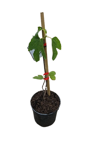 Fig Assorted 19cm