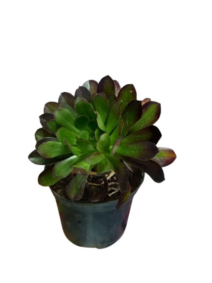Aeonium Arboreum - 15cm