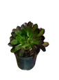 Aeonium Arboreum - 15cm