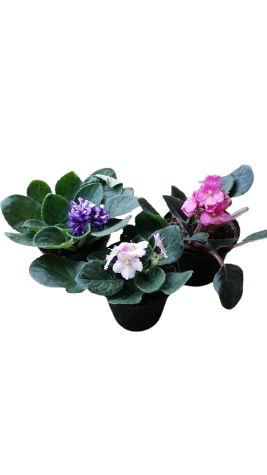 African Violet - 10cm