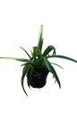 Agapanthus Black Jack 19cm