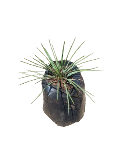 Agave Geminiflora  10L