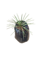 Agave Geminiflora  10L