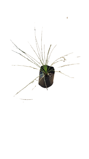 Agave 10L