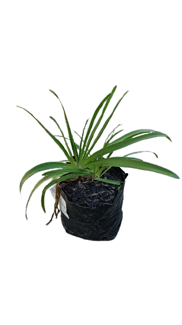 Agapanthus Various 4L