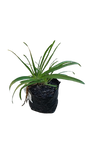 Agapanthus Various 4L
