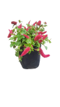 Acalypha Firetail 3L