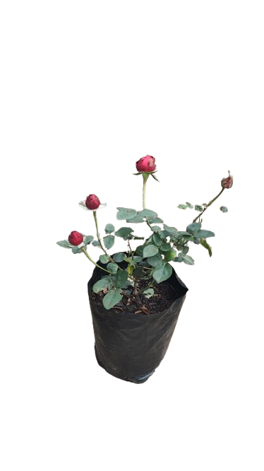 Alex Red Rose 5L (Cherry Red)