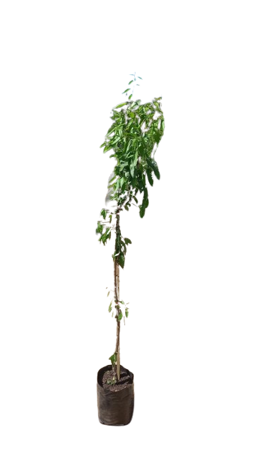 Almond Tree Various 10L
