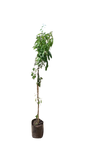 Almond Tree Various 10L