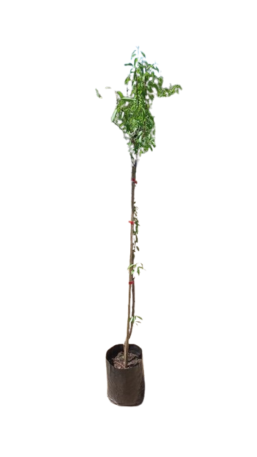Almond Tree Various 10L
