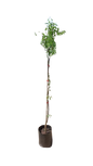 Almond Tree Various 10L