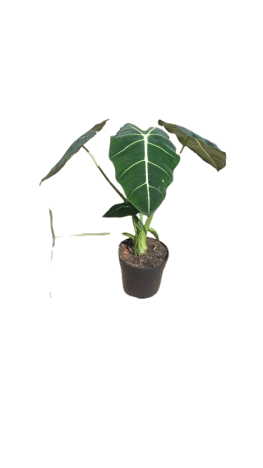 Alocasia Frydek 14cm