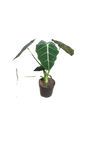 Alocasia Frydek 14cm
