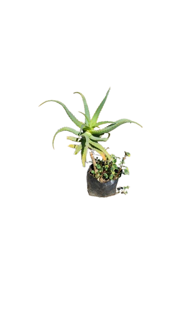 Aloe Arborescens 2L