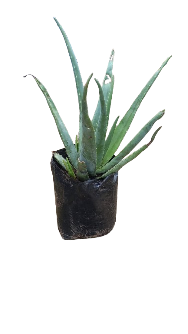 Aloe Vera 10L