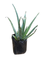 Aloe Vera 10L
