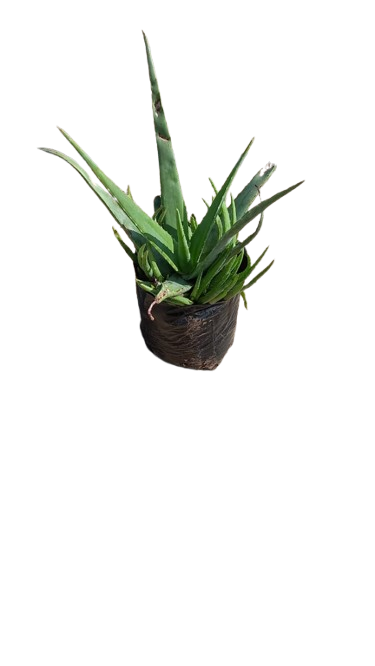 Aloe Vera 10L