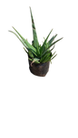 Aloe Vera 10L