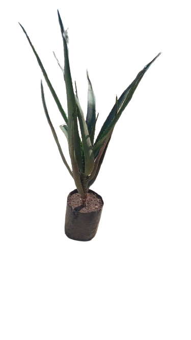 Aloe Bainsii (Aloidendron Barberae) 10l
