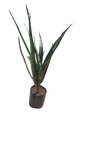 Aloe Bainsii (Aloidendron Barberae) 10l