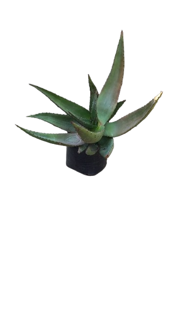 Aloe Marlothii 10L