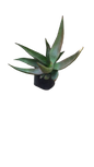 Aloe Marlothii 10L