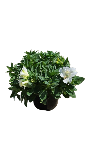 Alstroemeria 'Princess Lilies' 19cm