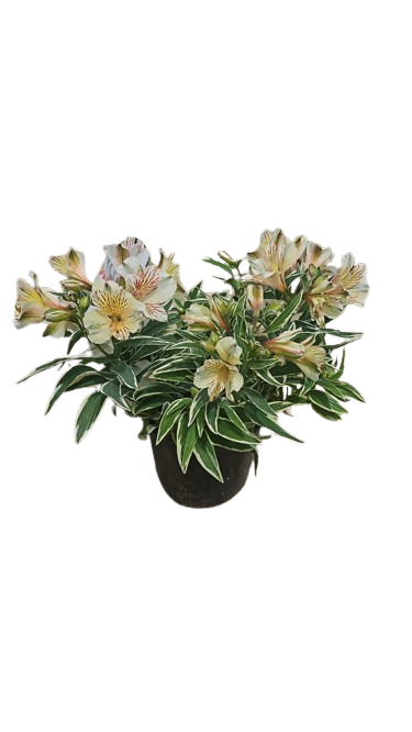 Alstroemeria Verigated White 17cm