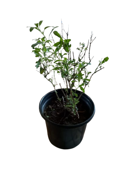 Salvia Greggii Mirage Pink 17cm