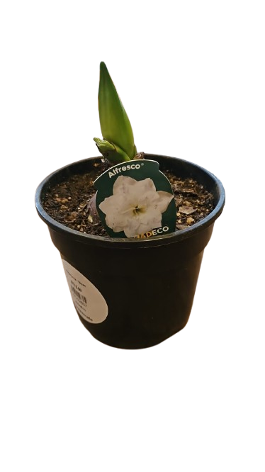 Amaryllis 15cm