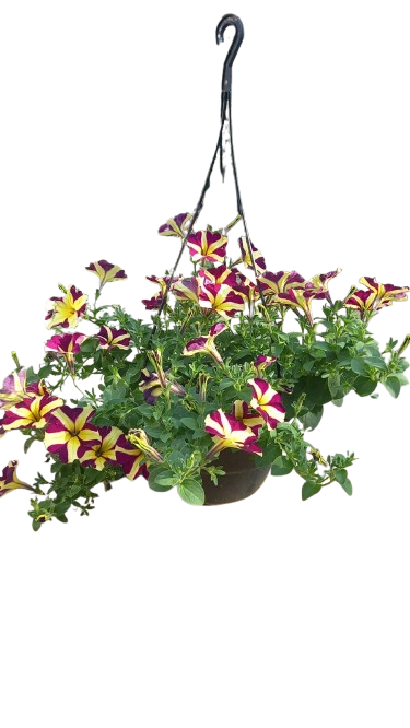 Petunia 20cm Various