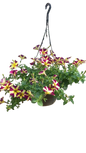 Petunia 20cm Various