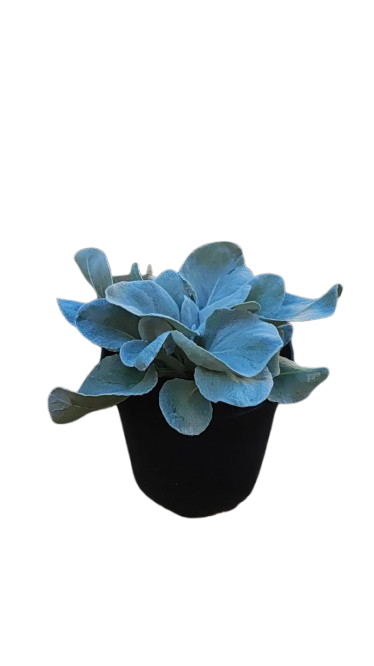 Senecio Angel Wings 19cm