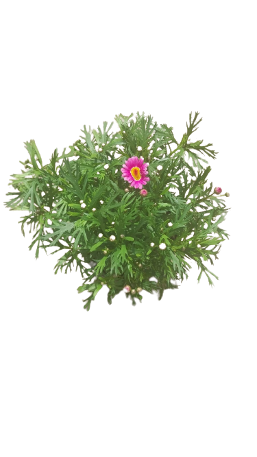 Argyranthemum Assorted 17cm