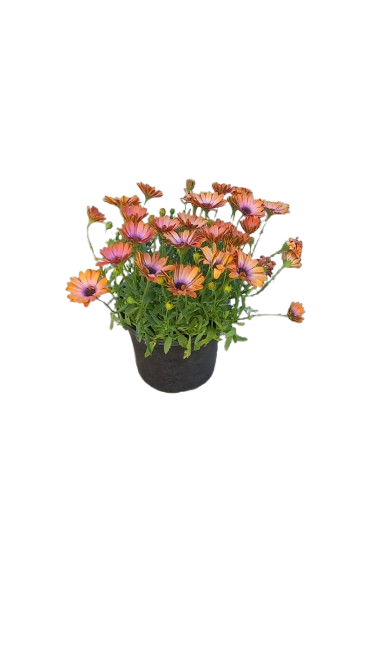 Osteospermum Osticade Assorted 17cm