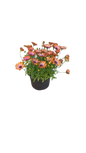Osteospermum Osticade Assorted 17cm
