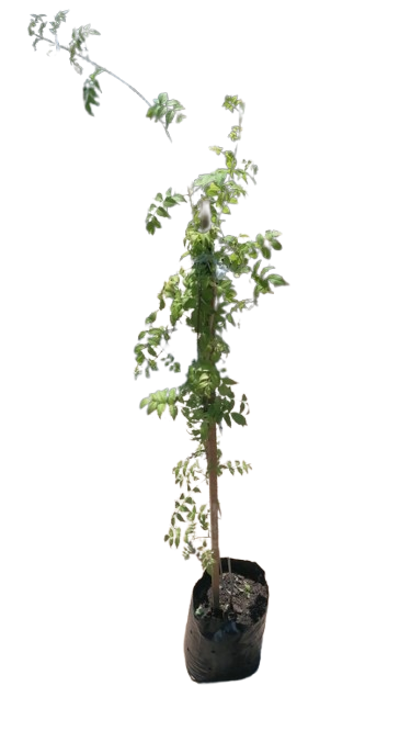 Argentine trumpet vine 10L