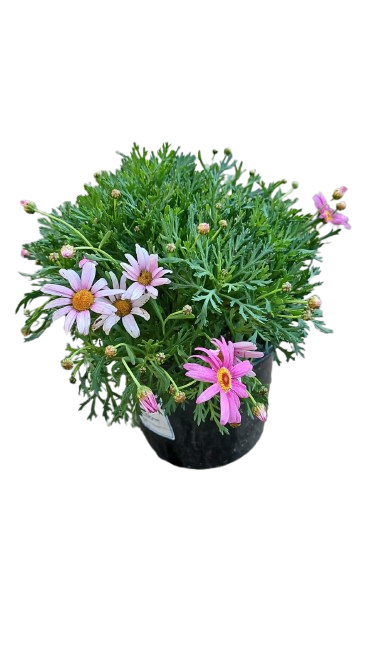 Argyranthemum Angelic Assorted 17cm