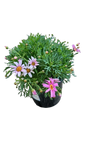 Argyranthemum Angelic Assorted 17cm