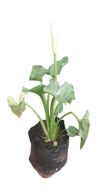 Arum Lily 10L